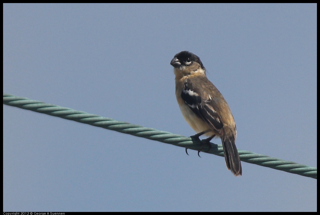 0222-080148-03.jpg - White-collared Seedeater