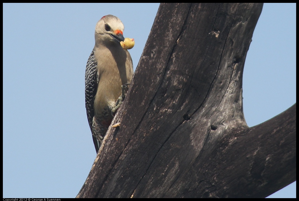 0222-082000-02.jpg - Red-bellied Woodpecker