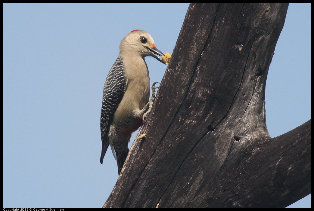 0222-082001-03.jpg - Red-bellied Woodpecker