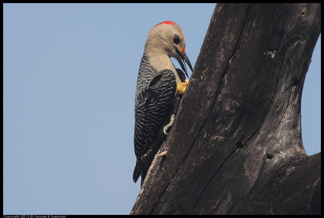 0222-082003-01.jpg - Red-bellied Woodpecker