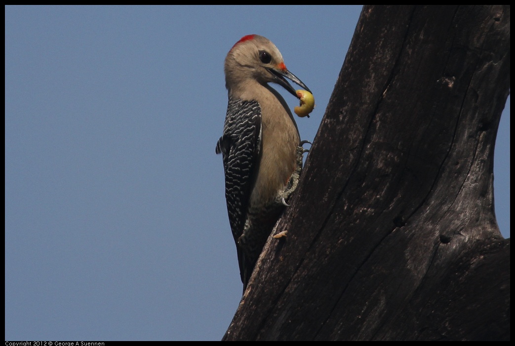 0222-082003-03.jpg - Red-bellied Woodpecker