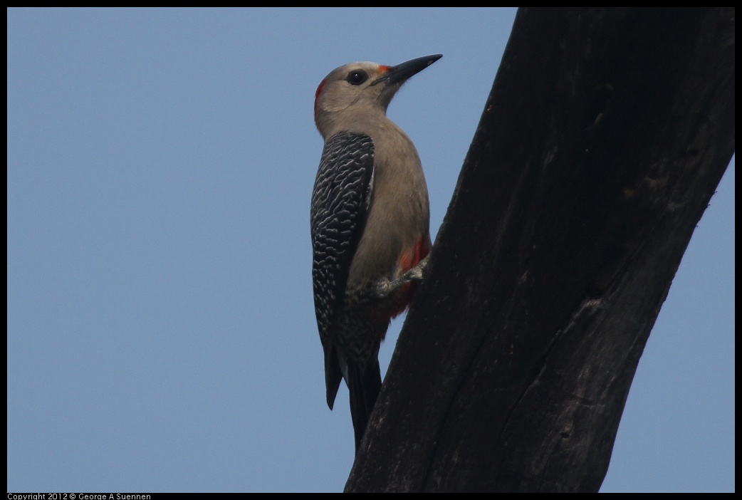 0222-082009-02.jpg - Red-bellied Woodpecker