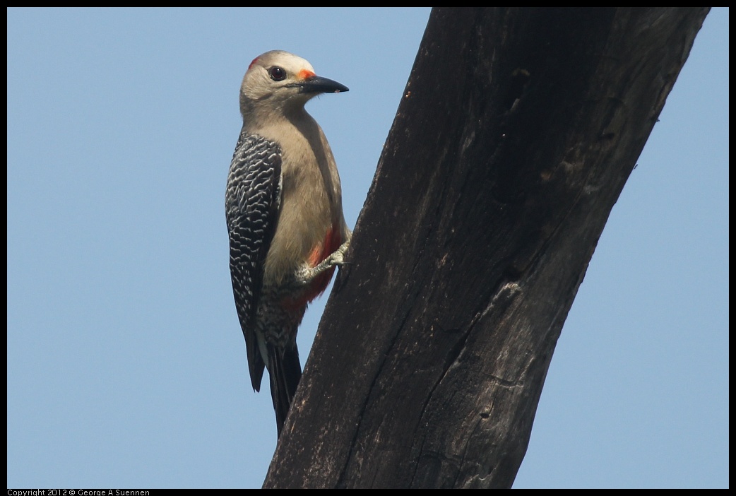 0222-082012-01.jpg - Red-bellied Woodpecker