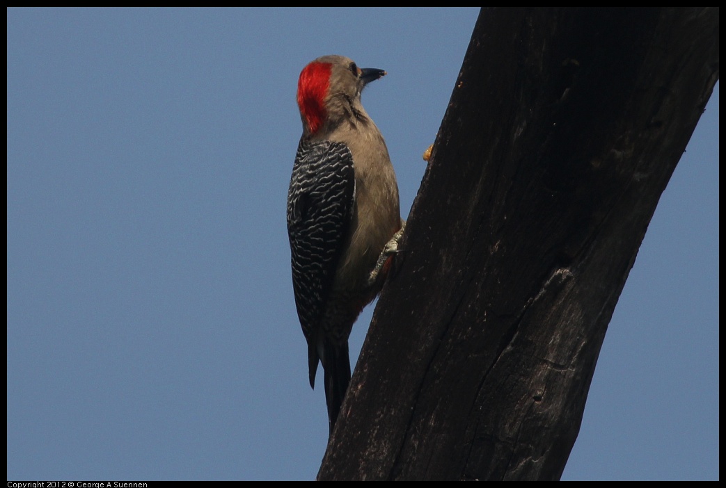 0222-082015-01.jpg - Red-bellied Woodpecker