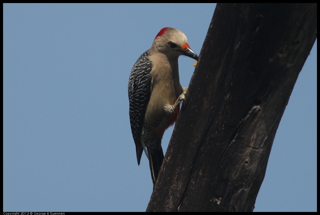 0222-082020-01.jpg - Red-bellied Woodpecker