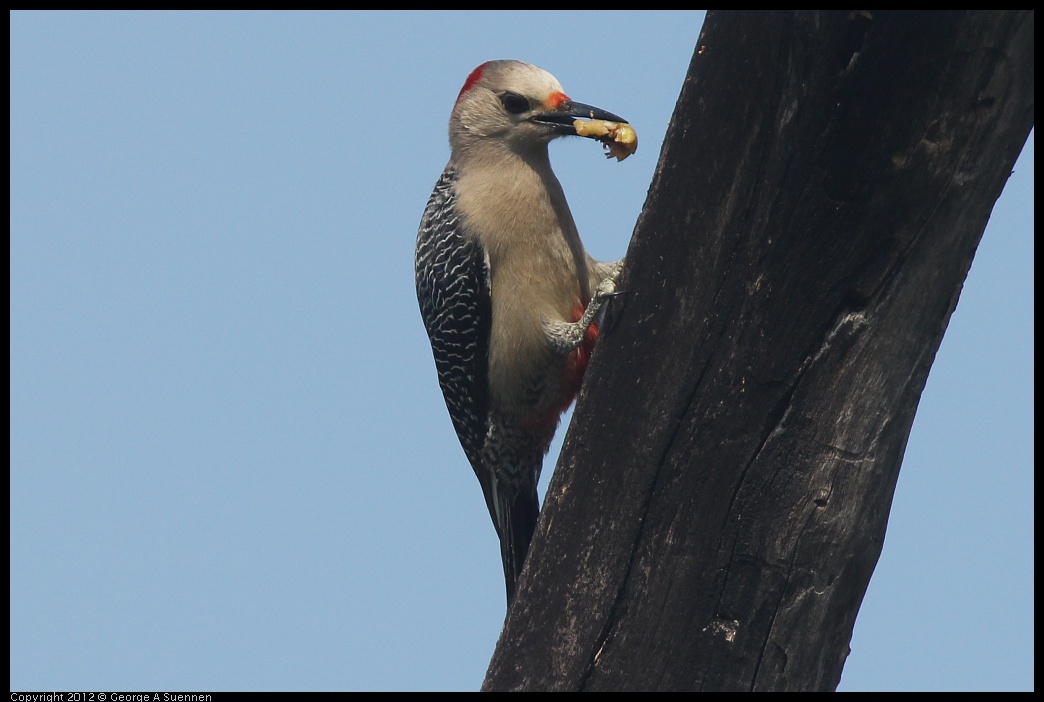 0222-082028-03.jpg - Red-bellied Woodpecker