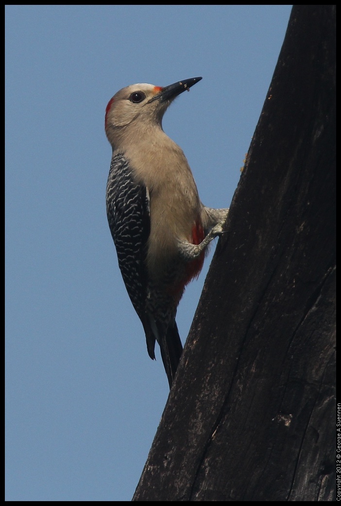 0222-082040-01.jpg - Red-bellied Woodpecker
