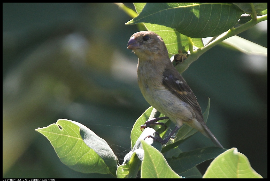 0222-085009-01.jpg - White-collared Seedeater