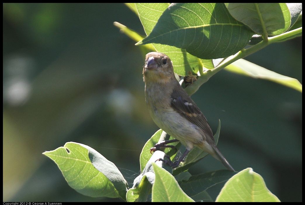 0222-085009-04.jpg - White-collared Seedeater