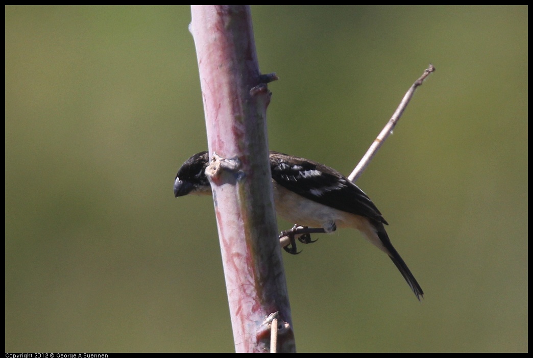 0222-085058-04.jpg - White-collared Seedeater