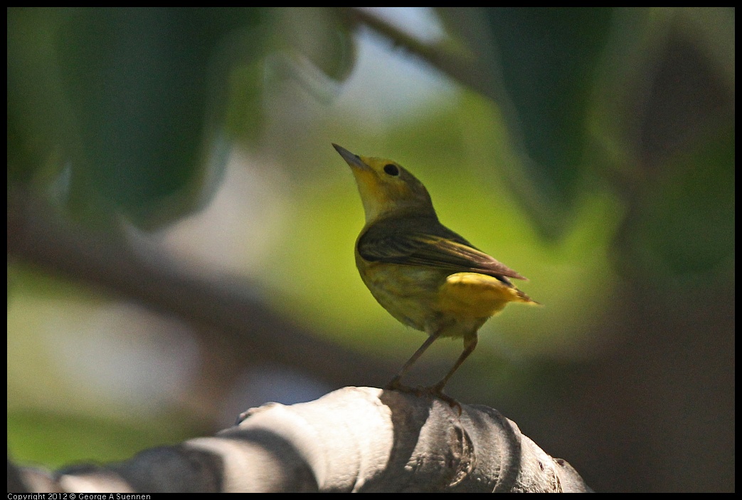 0222-090944-03.jpg - Yellow Warbler (?)