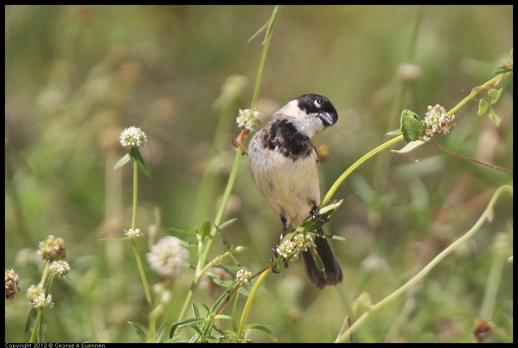 0222-095223-01.jpg - White-collared Seedeater