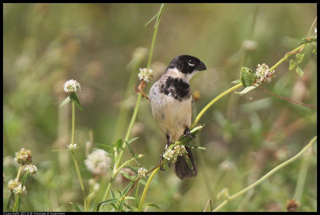 0222-095223-02.jpg - White-collared Seedeater