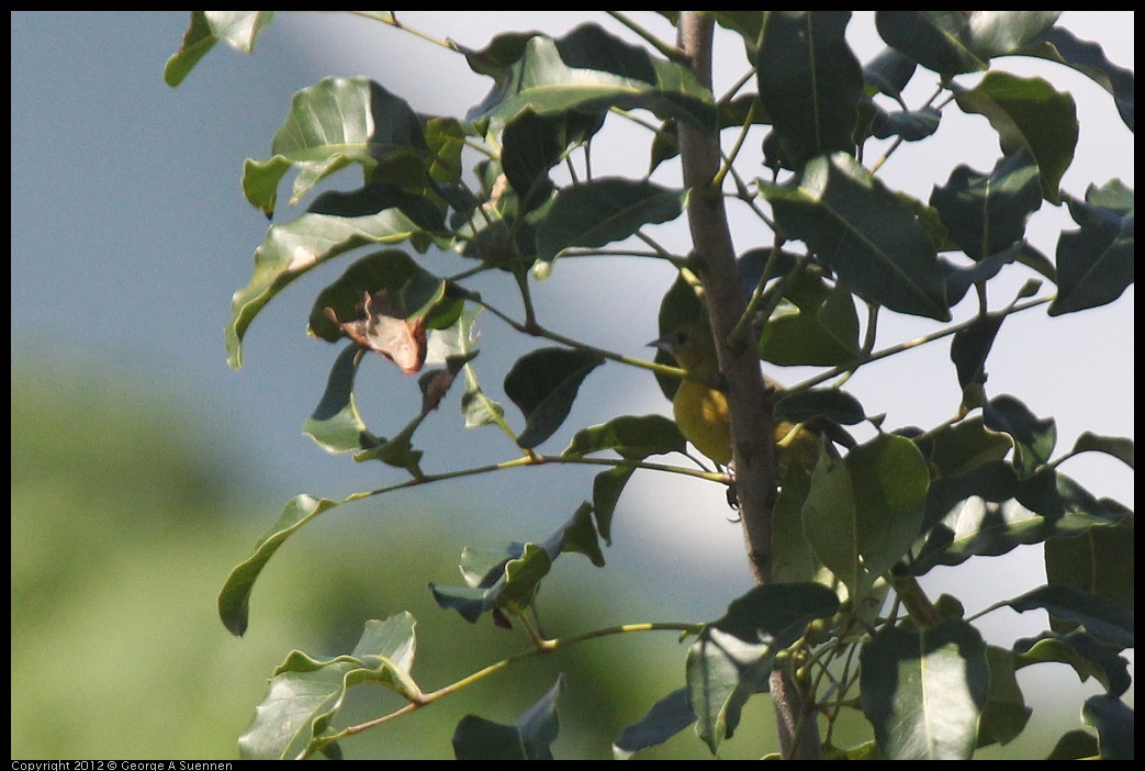0222-095336-02.jpg - Yellow Warbler (?)