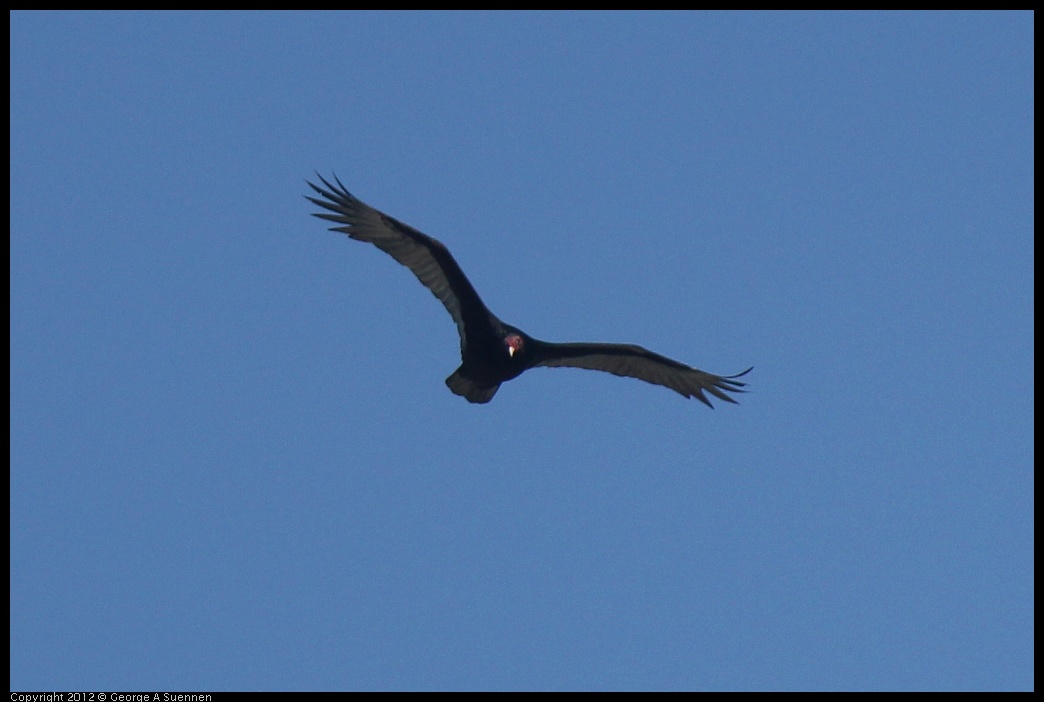 0223-064454-01.jpg - Turkey Vulture