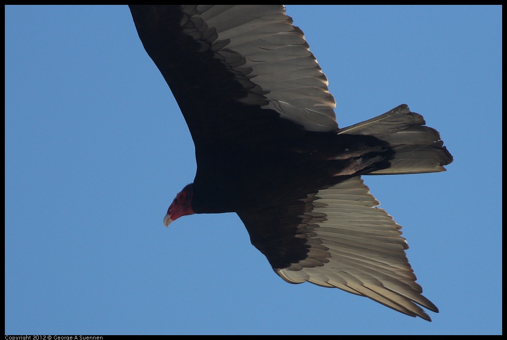 0223-070358-02.jpg - Turkey Vulture