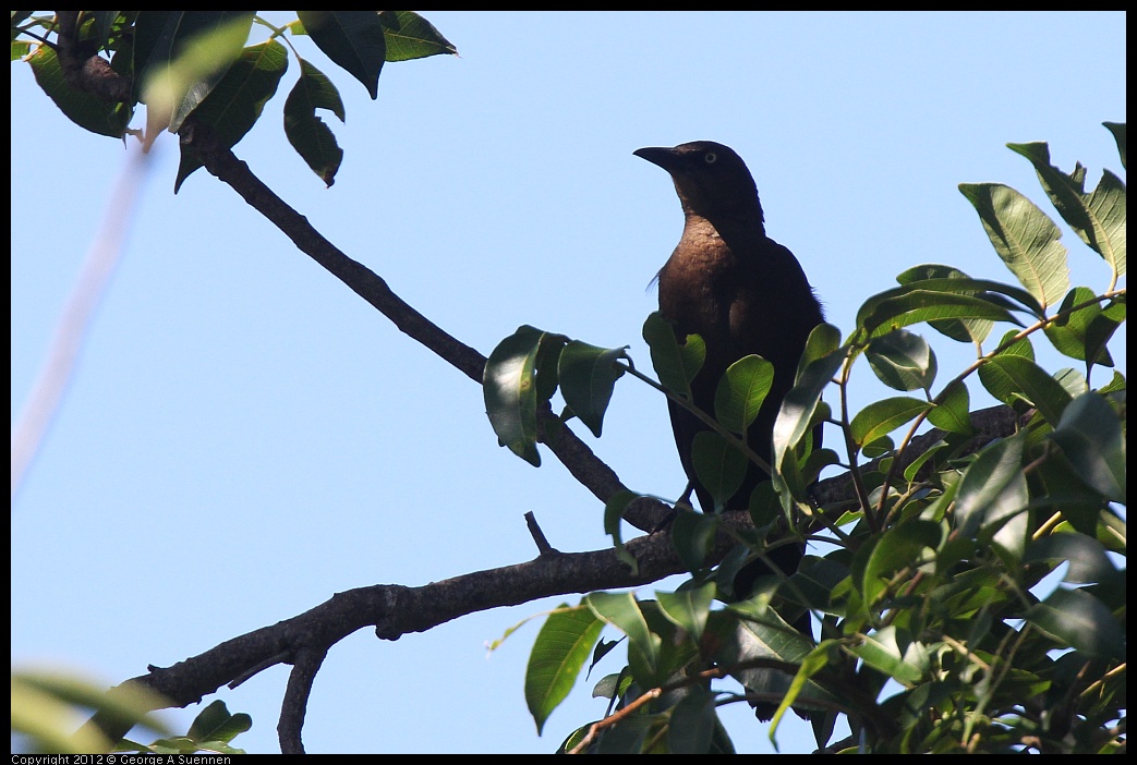 0223-073108-01.jpg - Great-tailed Grackle