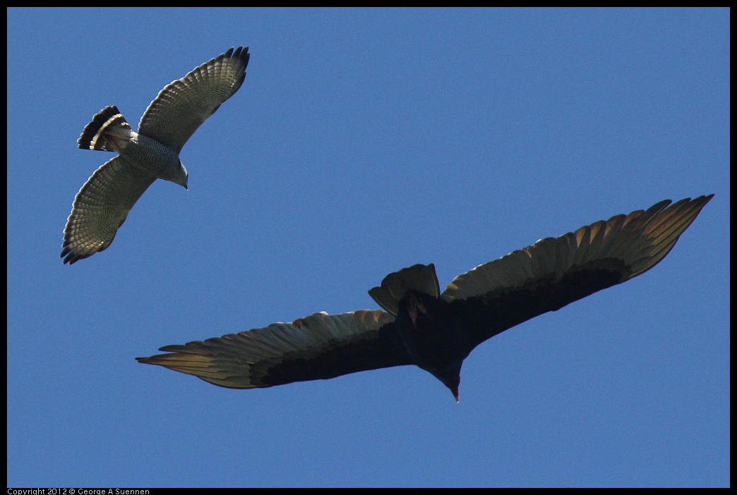 0223-075948-01.jpg - Gray Hawk and Turkey Vulture