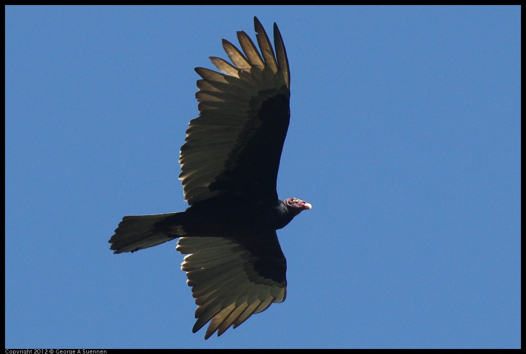0223-075953-01.jpg - Turkey Vulture