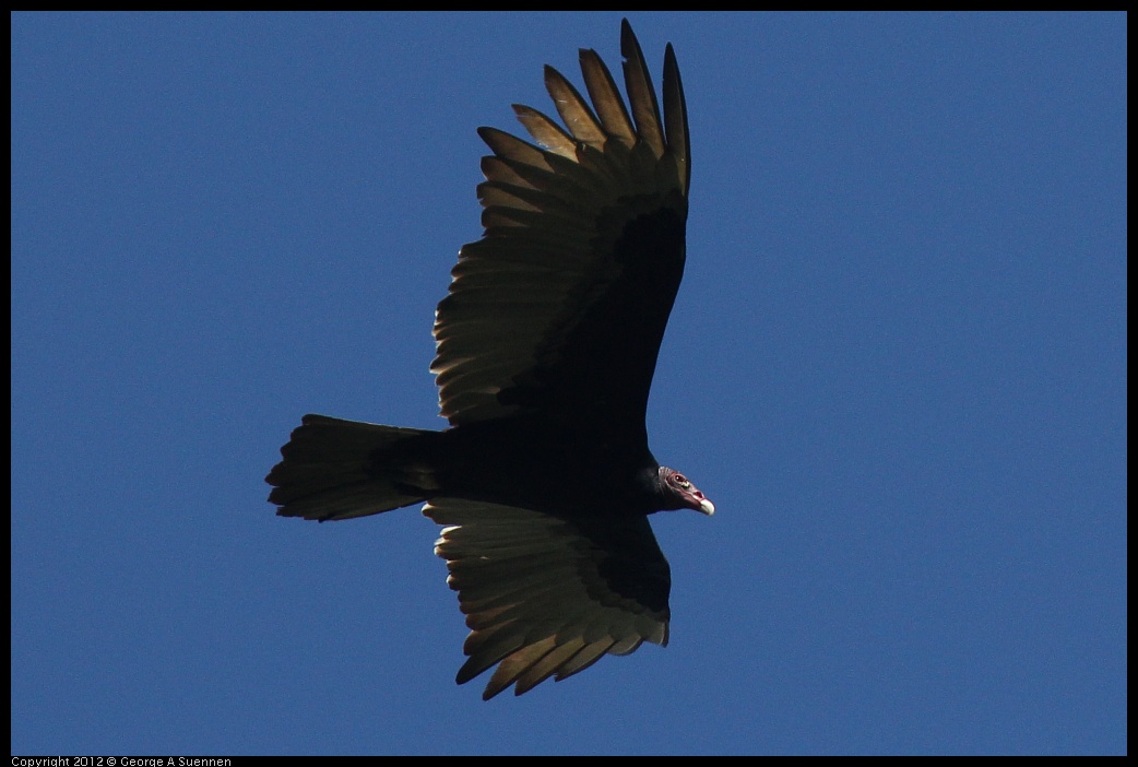 0223-075954-01.jpg - Turkey Vulture