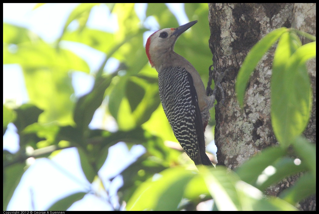 0223-102721-03.jpg - Golden-front Woodpecker