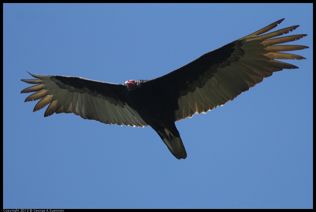 0223-102949-04.jpg - Turkey Vulture