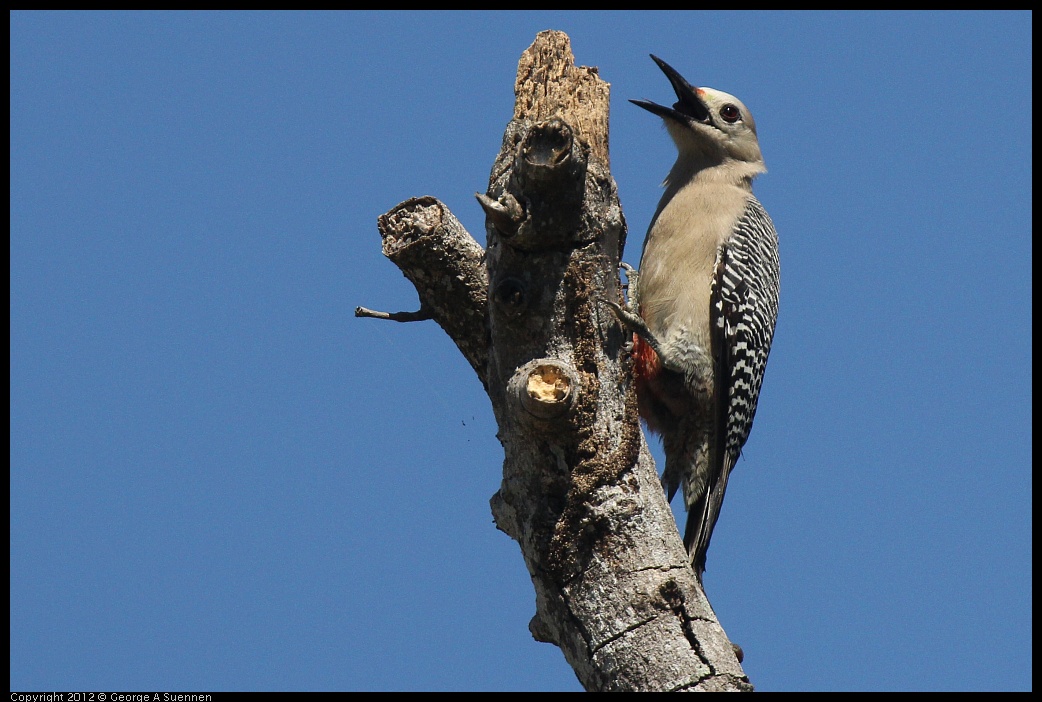 0223-111104-03.jpg - Golden-front Woodpecker