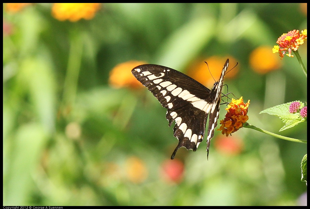 0223-113215-01.jpg - Butterfly