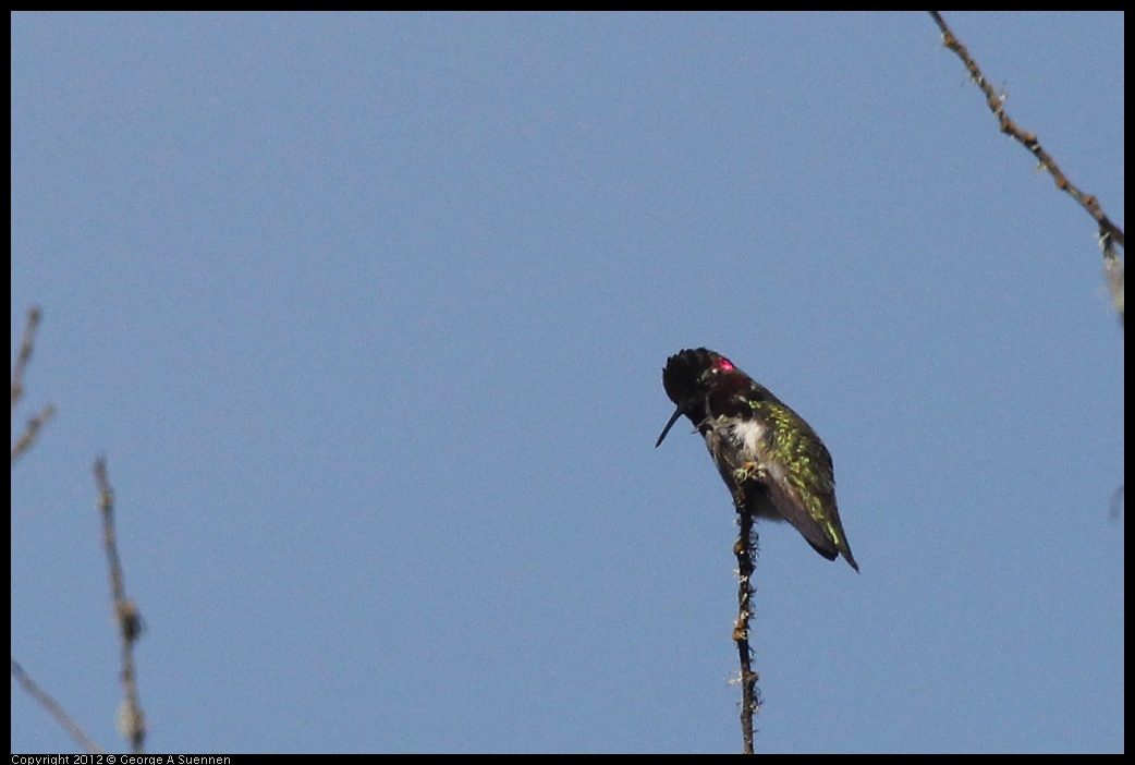 0302-085913-03.jpg - Anna's Hummingbird