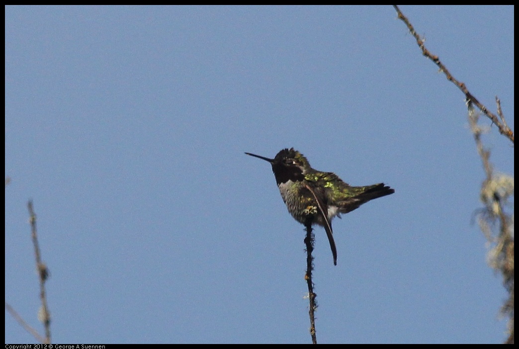 0302-085914-06.jpg - Anna's Hummingbird