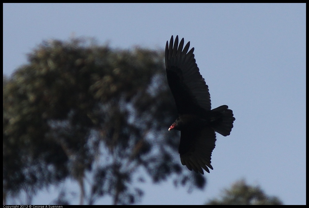 0302-093937-02.jpg - Turkey Vulture
