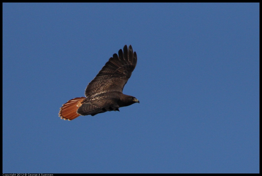 0303-092916-01.jpg - Red-tailed Hawk