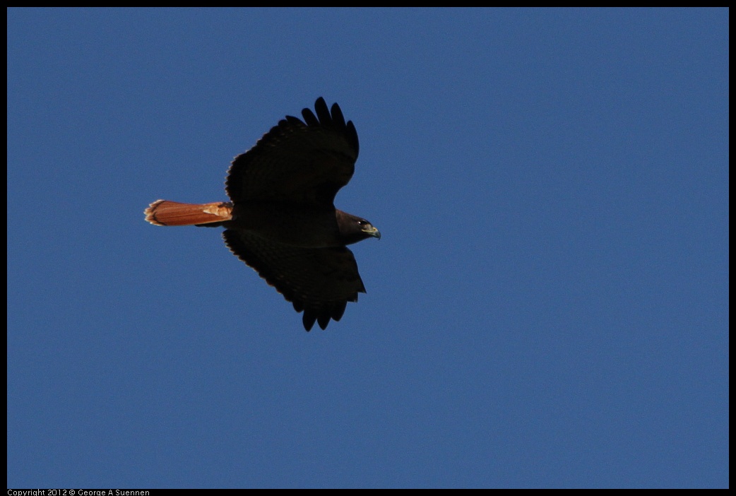 0303-092939-01.jpg - Red-tailed Hawk