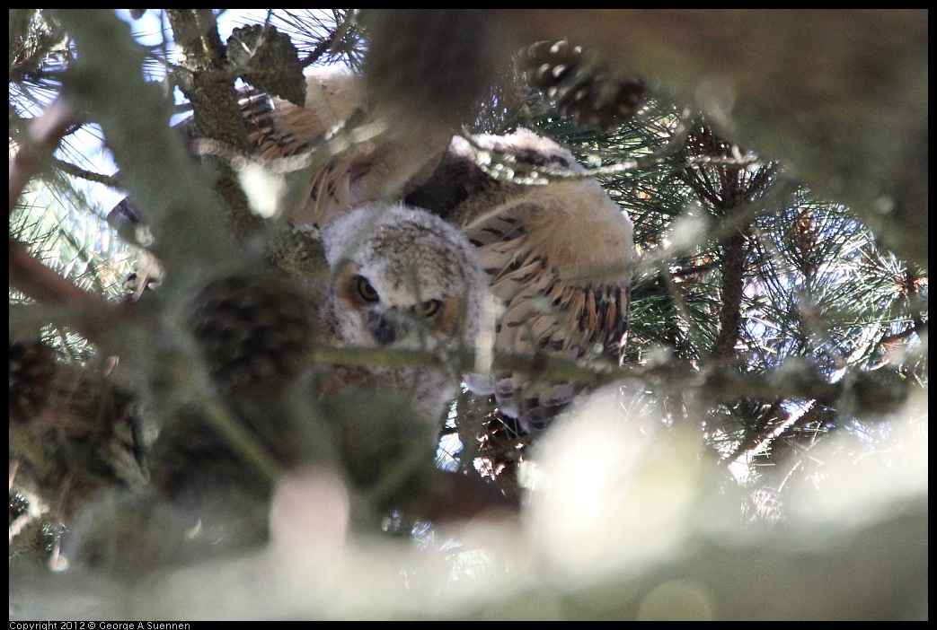 0303-101059-03.jpg - Great-horned Owlet