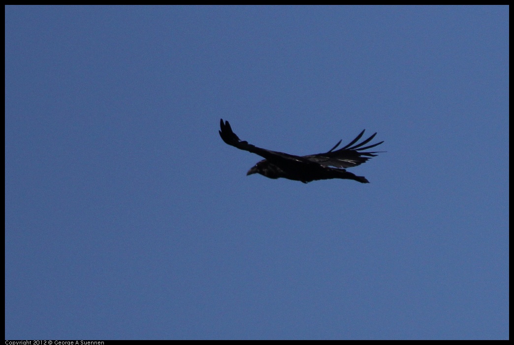 0303-104121-03.jpg - Common Raven