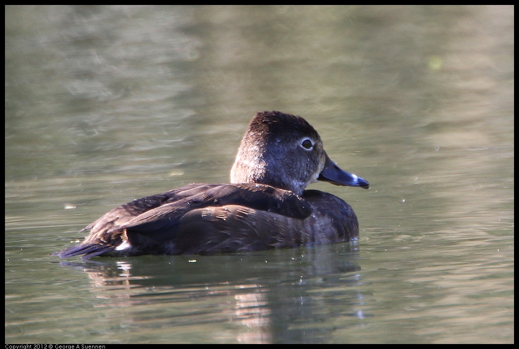 0303-104608-02.jpg - Ring-necked Duck