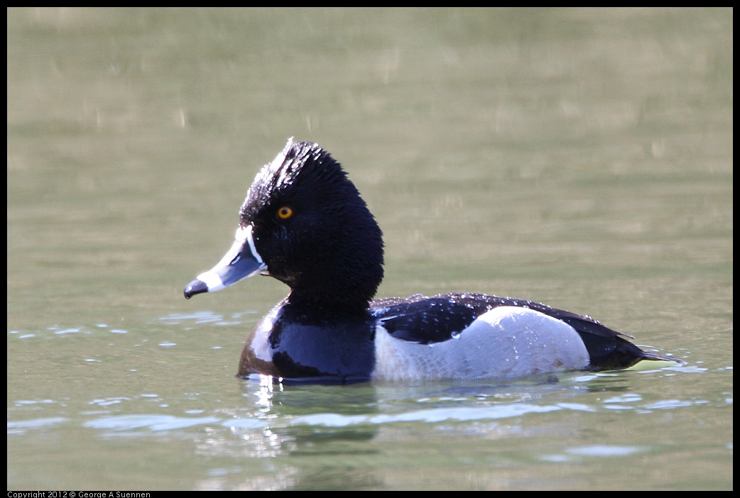 0303-104613-04.jpg - Ring-necked Duck