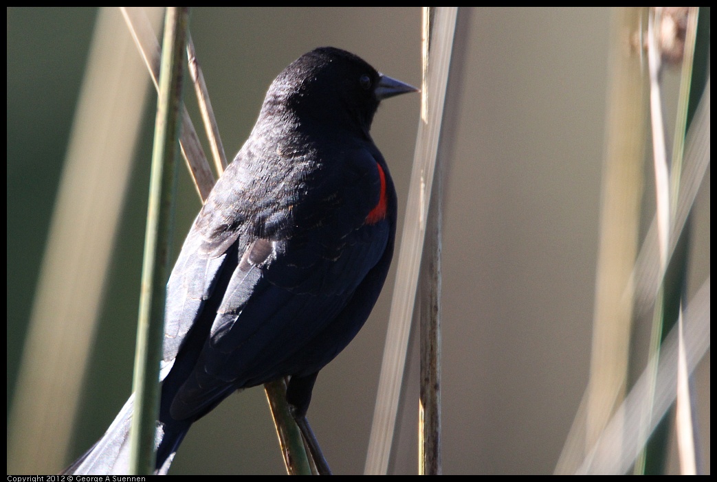 0303-105203-02.jpg - Red-winged Blackbird