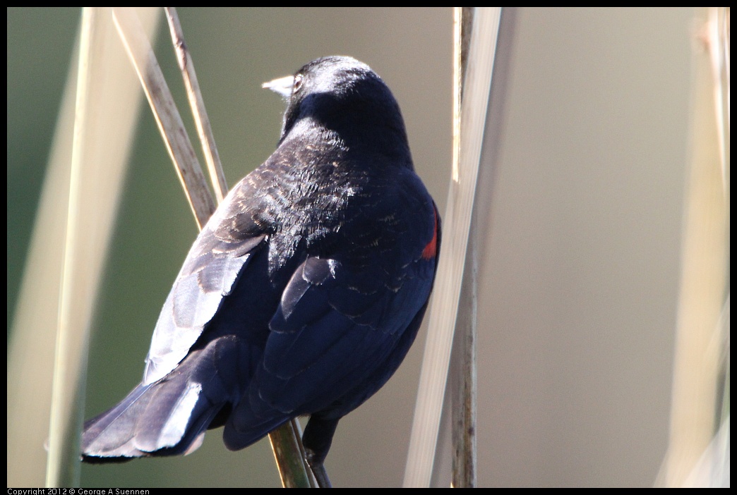 0303-105204-04.jpg - Red-winged Blackbird