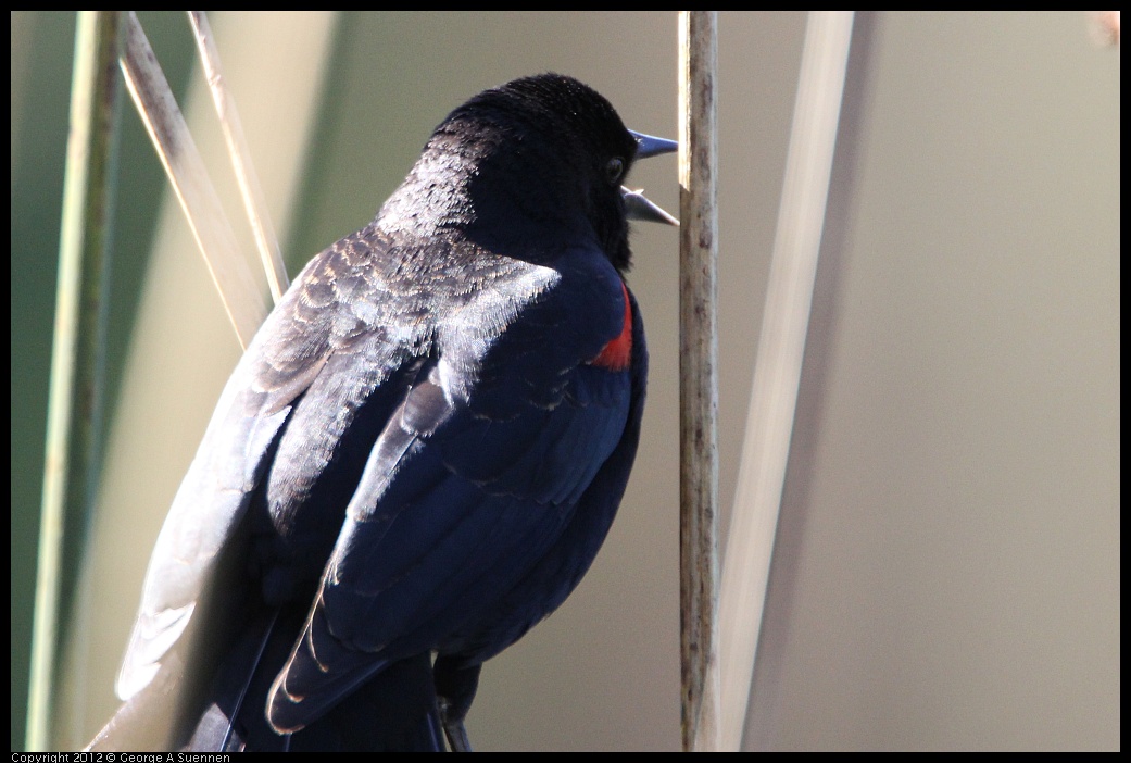 0303-105206-01.jpg - Red-winged Blackbird