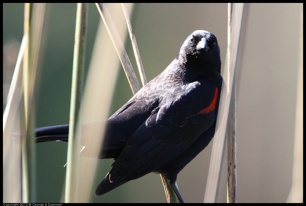 0303-105208-01.jpg - Red-winged Blackbird