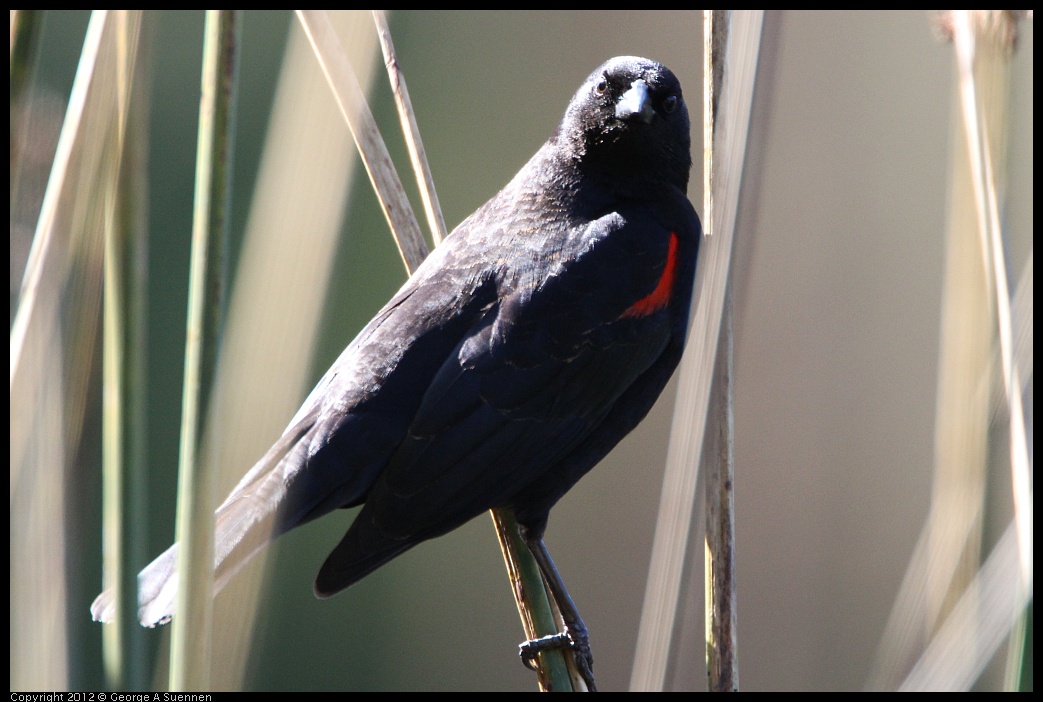 0303-105208-02.jpg - Red-winged Blackbird