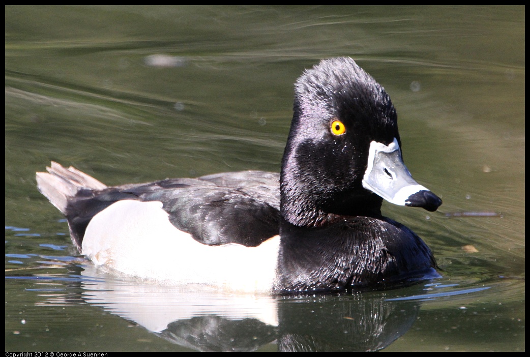 0303-105240-02.jpg - Ring-necked Duck