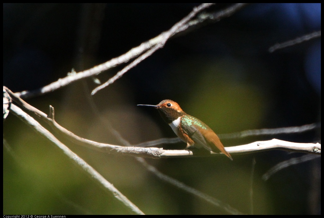 0303-105327-01.jpg - Allen's Hummingbird