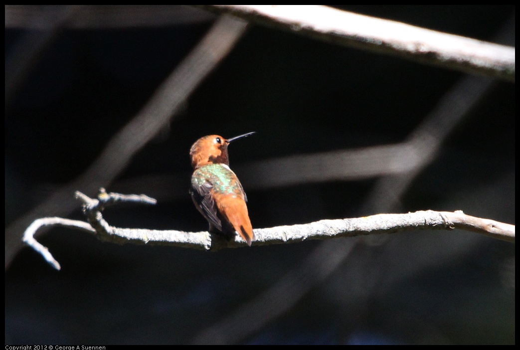 0303-105334-02.jpg - Allen's Hummingbird