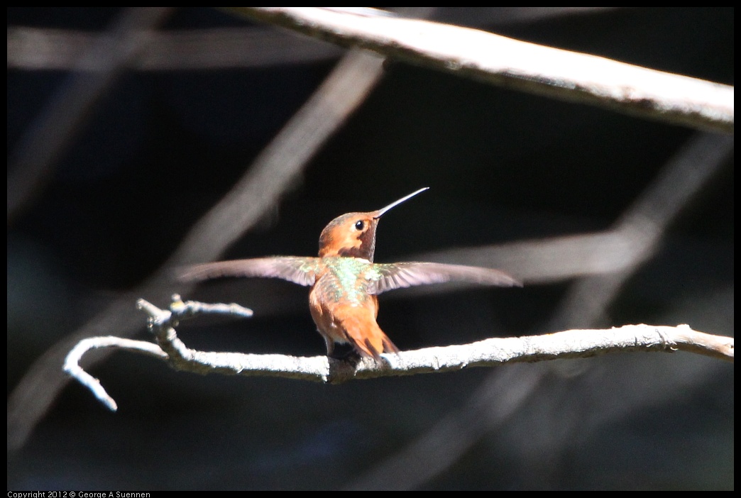 0303-105335-03.jpg - Allen's Hummingbird