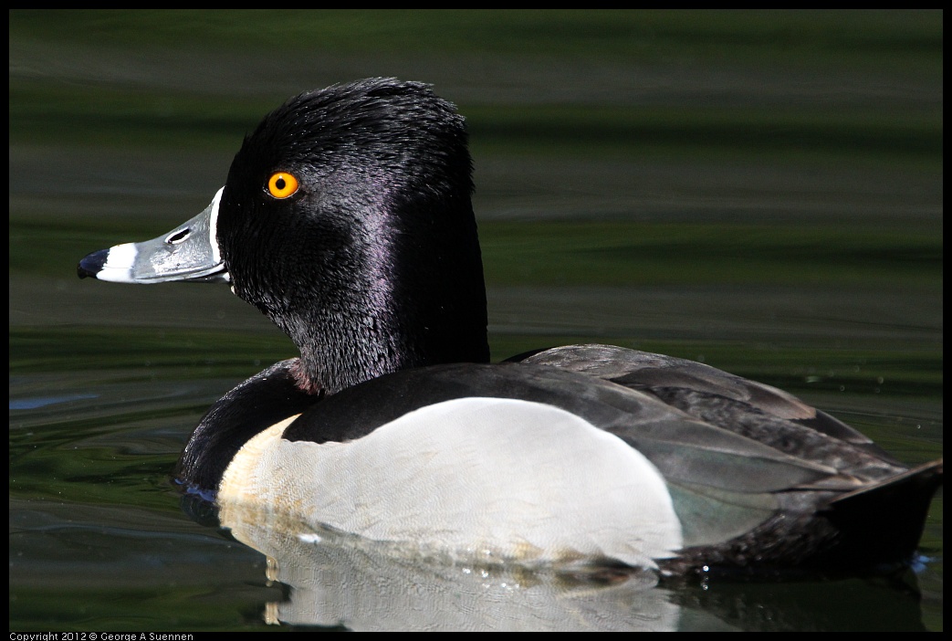 0303-105649-02.jpg - Ring-necked Duck