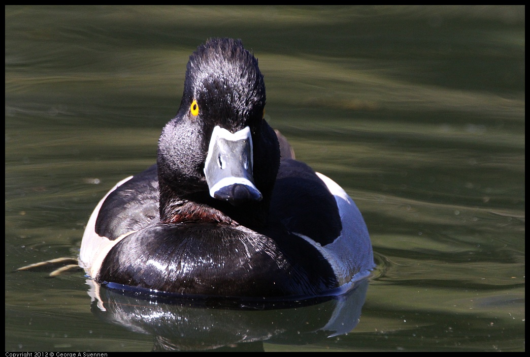0303-105702-01.jpg - Ring-necked Duck