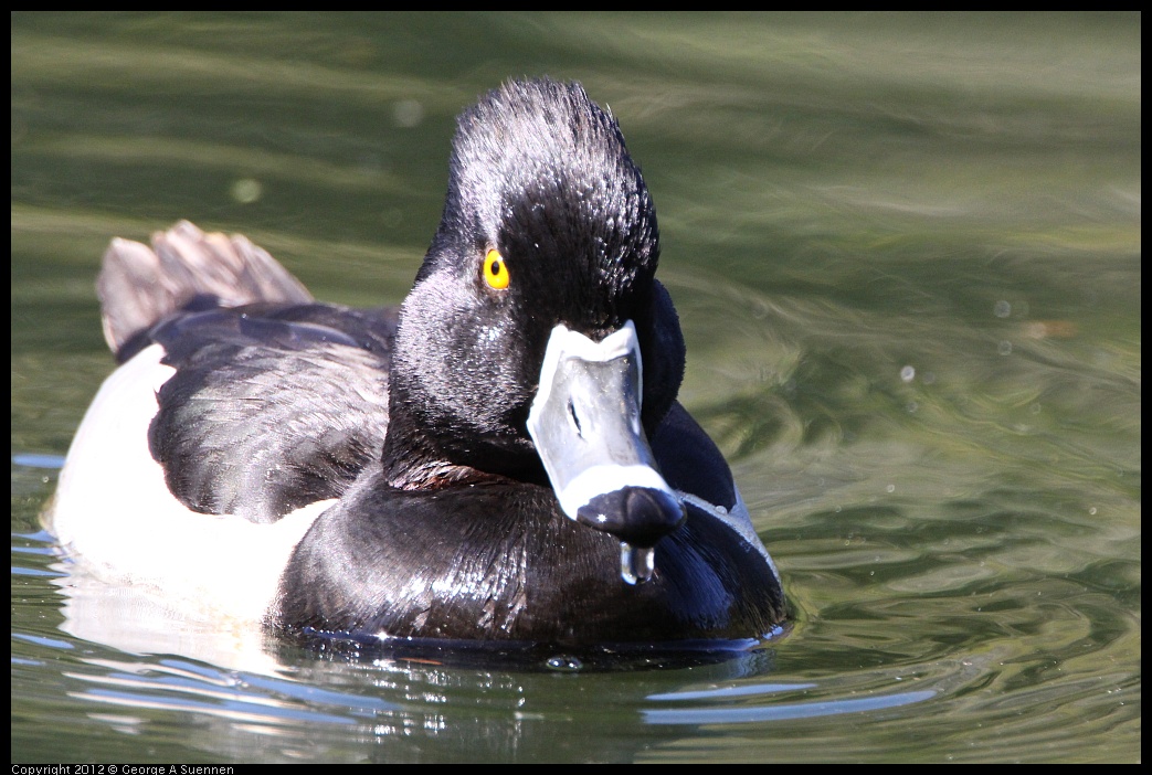 0303-105704-02.jpg - Ring-necked Duck