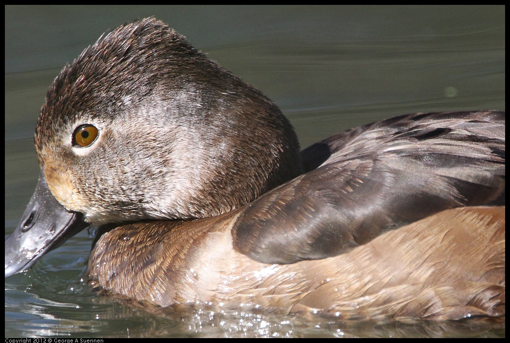 0303-105716-01.jpg - Ring-necked Duck